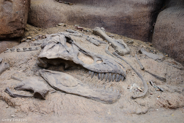 Miért haltak ki a dinoszauruszok, más fajok meg nem? Új magyarázatot ad a tudomány